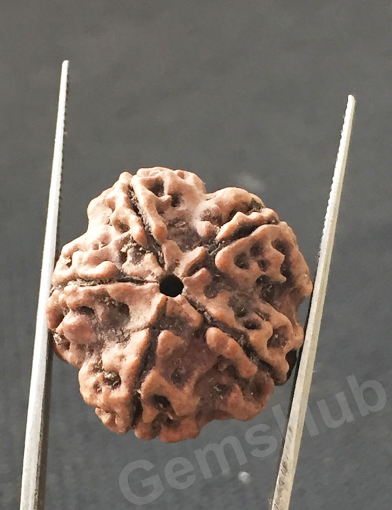 5 Mukhi Natural Certified Rudraksha Size- 21 mm Premium
